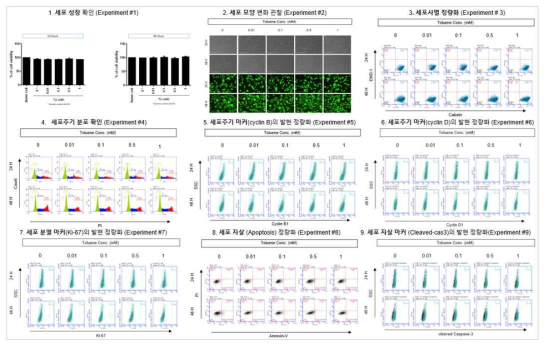 H1299 세포에서 톨루엔 노출에 따른 세포독성 평가