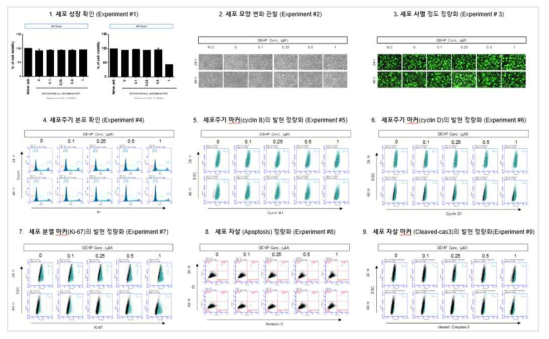 H1299 세포에서 DEHP 노출에 따른 세포독성 평가