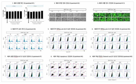 MCF-7 세포에서 DEHP 노출에 따른 세포독성 평가