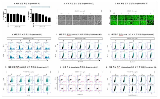 HepG2 세포에서 Potassium dichlomate(K2Cr2O7) 노출에 따른 세포독성 평가