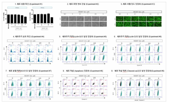H1299 세포에서 Potassium dichlomate(K2Cr2O7) 노출에 따른 세포독성 평가
