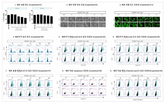 MCF-7 세포에서 Potassium dichlomate(K2Cr2O7) 노출에 따른 세포독성 평가