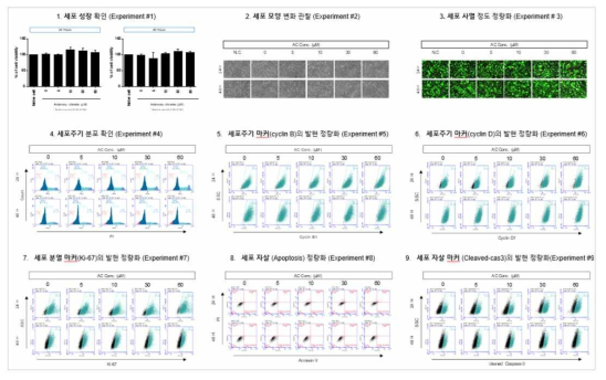 H1299 세포에서 Antimony chloride (SbCl3) 노출에 따른 세포독성 평가