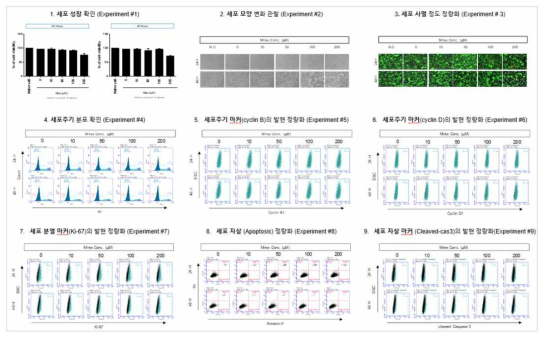 H1299 세포에서 Mirex 노출에 따른 세포독성 평가