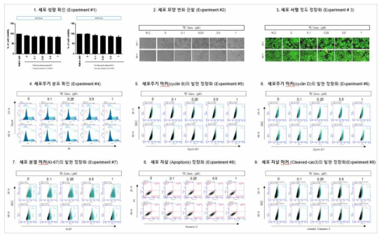 HepG2 세포에서 Trichloethylene(TE) 노출에 따른 세포독성 평가