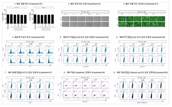 H1299 세포에서 Trichloethylene(TE) 노출에 따른 세포독성 평가