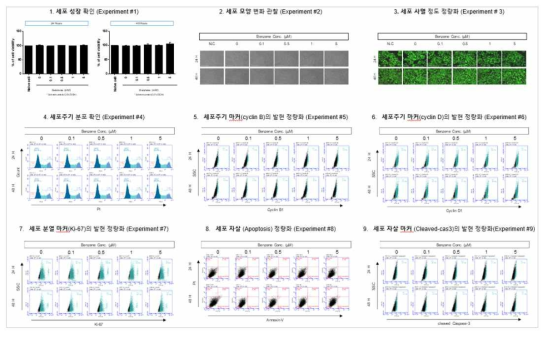 HepG2 세포에서 Benzene 노출에 따른 세포독성 평가