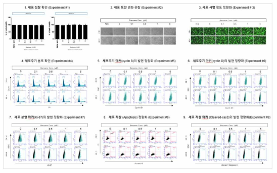 H1299 세포에서 Benzene 노출에 따른 세포독성 평가