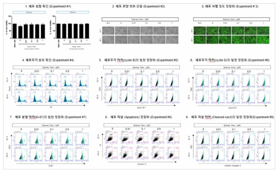 HepG2 세포에서 Xylene 노출에 따른 세포독성 평가