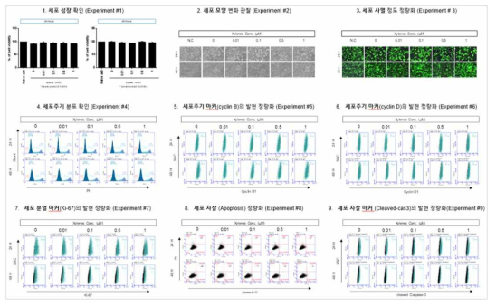 H1299 세포에서 Xylene 노출에 따른 세포독성 평가