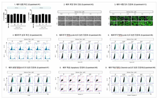 MCF-7 세포에서 Xylene 노출에 따른 세포독성 평가