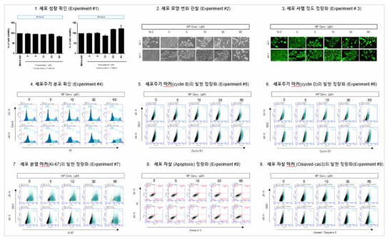 HepG2 세포에서 Nonyphenol(NP) 노출에 따른 세포독성 평가