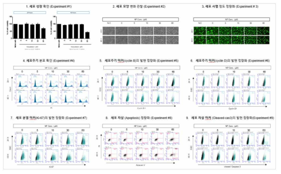 H1299 세포에서 Nonyphenol(NP) 노출에 따른 세포독성 평가