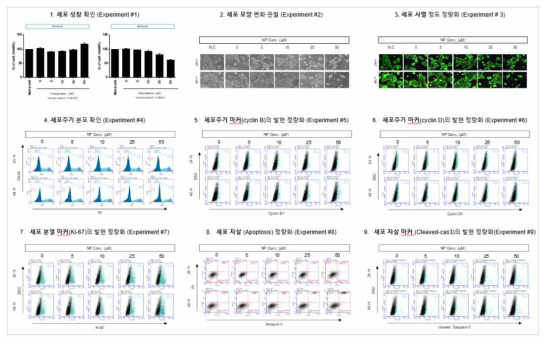 MCF-7 세포에서 Nonyphenol(NP) 노출에 따른 세포독성 평가