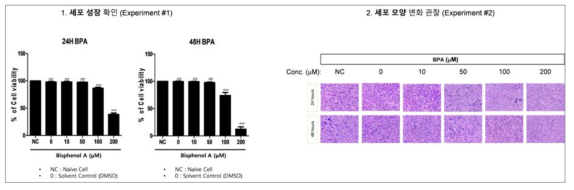 비스페놀 A (BPA)에 의한 세포성장 및 세포모양 확인