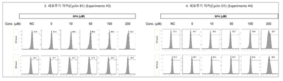 비스페놀 A (BPA)에 의한 세포주기 마커(Cyclin B, Cyclin D) 발현 확인