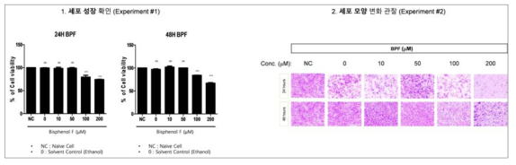 비스페놀 A (BPA)에 의한 세포분열 마커(Ki-67) 발현 및 세포자살 확인