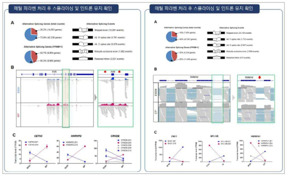 메틸, 에틸 파라벤 처리시 특정 유전자의 인트론 유지 현상 확인