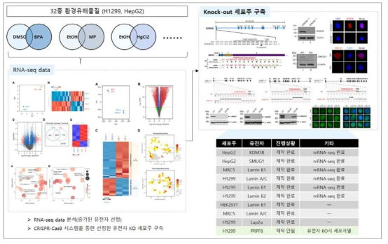 생체 마커 검증법 개발을 위한 유전자 선정 및 Knockout 세포주 제작