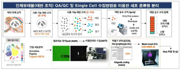 태반조직을 QC 확인 및 단일세포 수집방법을 이용한 세포 종류별 분리