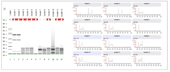 Bioanalyzer를 이용한 태반 시료의 total RNAQC 확인(1)