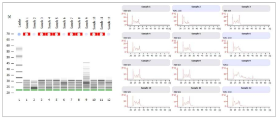 Bioanalyzer를 이용한 태반 시료의 total RNAQC 확인(2)