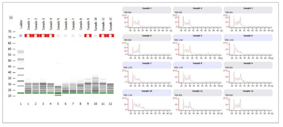 Bioanalyzer를 이용한 태반 시료의 total RNAQC 확인(3)