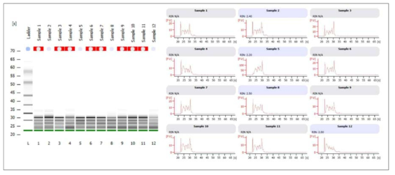 Bioanalyzer를 이용한 태반 시료의 total RNAQC 확인(4)