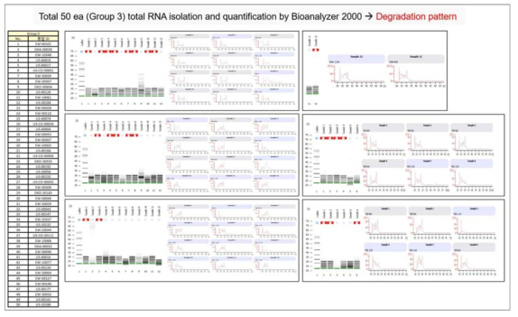 Total RNA의 Bioanalyzer 결과(그룹3 대상)