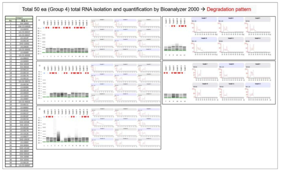 Total RNA의 Bioanalyzer 결과(그룹4 대상)