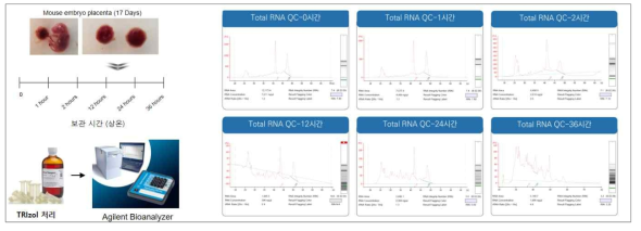 생쥐 태반 보관 시간별 Total RNA QC 확인