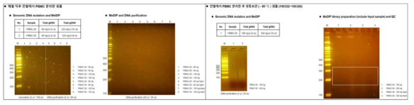 전혈에서 분리된 PBMC를 이용한 DNA 메틸체 구축 가능성 확인