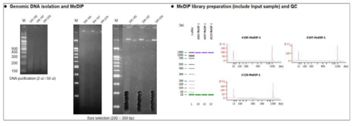 PBMC 세포수에 따른 DNA 메틸체 구축 가능성 확인