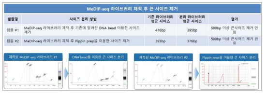 제작된 MeDIP-seq 라이브러리 사이즈 분리