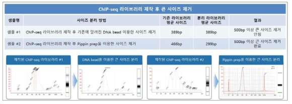 제작된 ChIP-seq 라이브러리 사이즈 분리