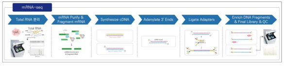 전사체 분석(mRNAseq)라이브러리 제작 과정 및 QC 확인