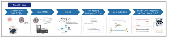 메틸체 분석(MeDIP-seq)을 위한 라이브러리 제작 및 QC 확인