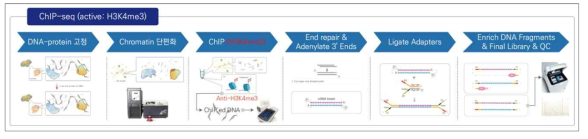 활성 히스톤 분석(ChIP sequencing; H3K4me3)을 위한 라이브러리 제작 및 QC 확인