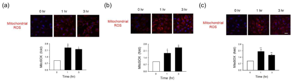 대표 살생물제 3 종 노출 후 미토콘드리아 ROS 발생 분석; (a) BIT, (b) DCOIT, (c) OIT