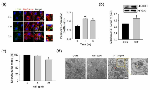 OIT 노출 후 bEND.3 세포에서 (a) autophagosome (LC3B) - 미토콘드리아 (mitoTracker) 동시 국소화 (co-localization) 분석, (b) 웨스턴블롯을 통한 미토콘드리아 분획에서 autophagosome marker (LC3B) 확인, (c) 미토콘드리아 양적 분석, (d) 전자주사현미경 (Transmission Electron Microscope; TEM) 사진을 통한 mitophagy 분석