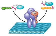 Thrombin 생성 기전