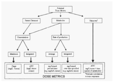 EPA에서 제시하는 PBPK/PBTK 모델 위해성평가에서의 dose metric