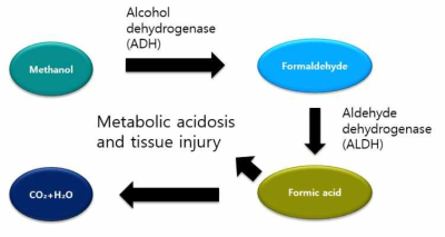 생체시료내에서 메탄올의 대사경로