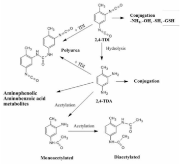 톨루엔디이소시아네이트의 생체내 대사과정