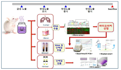 동물조직 대상 생체지표 분석 모식도