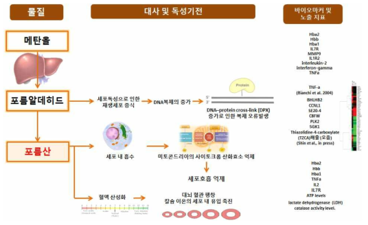 메탄올 체내 대사과정 및 독성기전