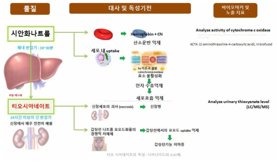 시안화나트륨 체내 대사과정 및 독성기전