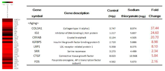 생체외 모델에서 티오시안산나트륨 급성 노출 시 발현이 증가하는 노화 관련 유전자