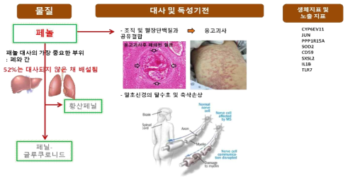 페놀 체내 대사과정 및 독성기전