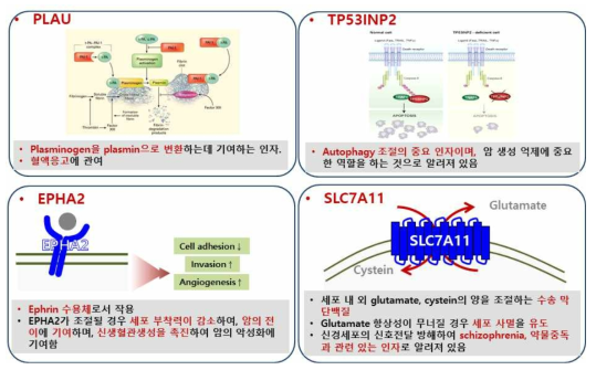 페놀 바이오마커 기능